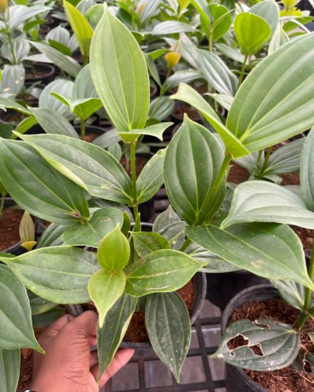 Picture of Medinilla