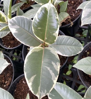 Picture of Rubber Plant - white ,small size- with pot