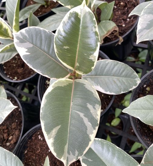 Picture of Rubber Plant - white ,small size- with pot