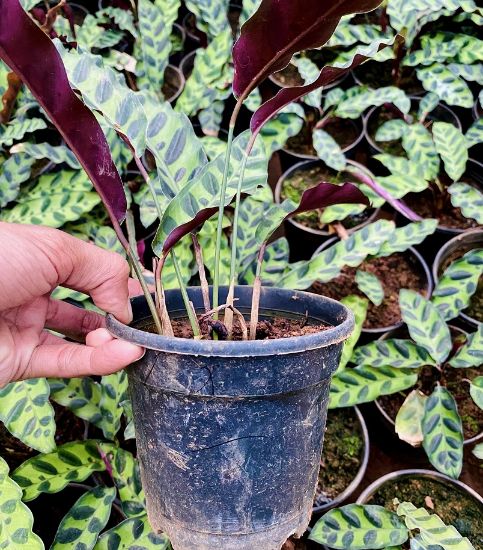 Picture of Calathea - Rattlesnake - with pot
