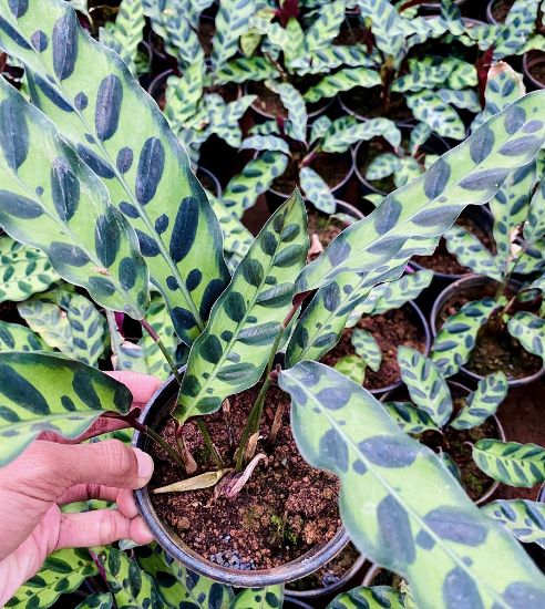 Picture of Calathea - Rattlesnake - with pot