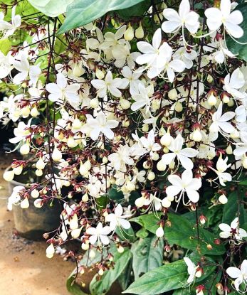 Picture of Clerodendrum Wallichi- Manikonna - Small plant