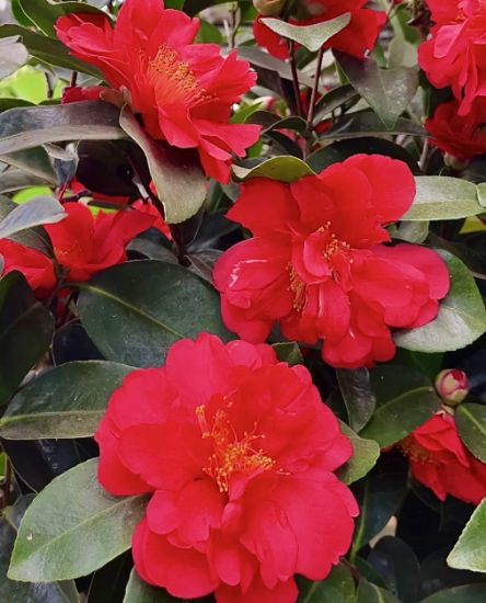 Picture of Camellia