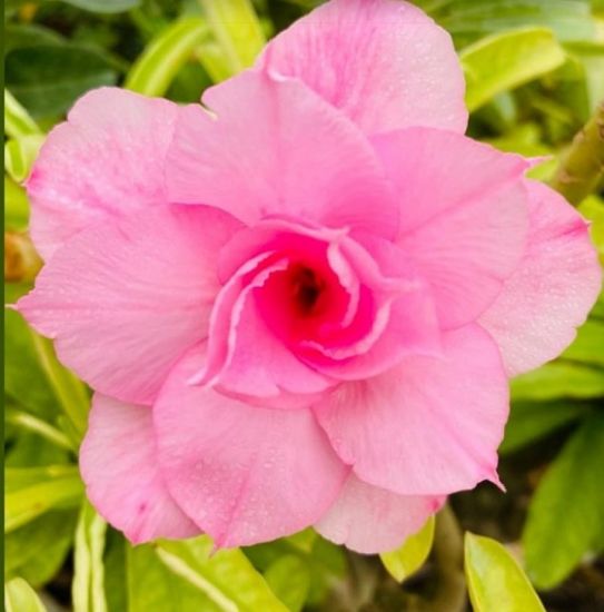 Picture of Adenium - 5 plants combo 1, AD-14, AD-30, AD-49, AD- 21, AD-11