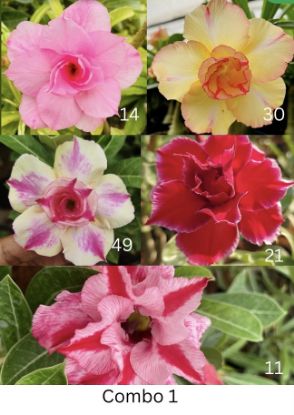 Picture of Adenium - 5 plants combo 1, AD-14, AD-30, AD-49, AD- 21, AD-11