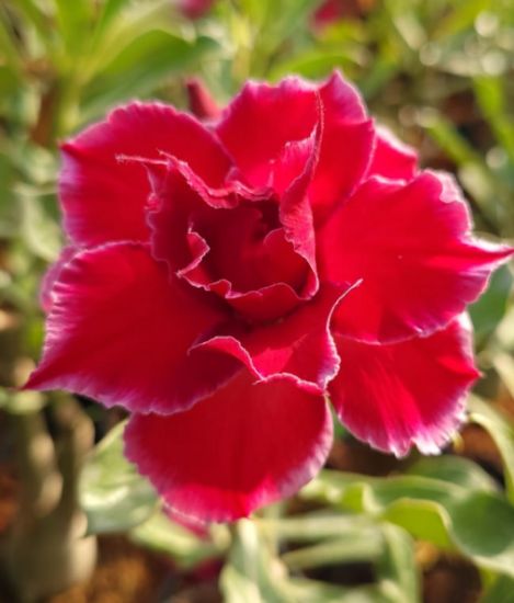 Picture of Adenium - 5 plants combo 1, AD-14, AD-30, AD-49, AD- 21, AD-11