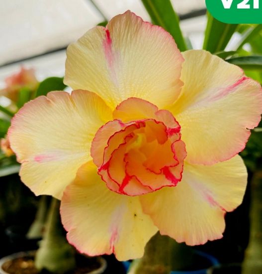 Picture of Adenium - 5 plants combo 1, AD-14, AD-30, AD-49, AD- 21, AD-11