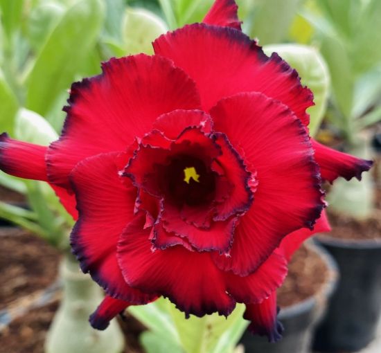 Picture of Adenium - 5 Plants combo 2, AD-6, AD-30, AD-31, AD- 37, AD-47