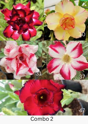 Picture of Adenium - 5 Plants combo 2, AD-6, AD-30, AD-31, AD- 37, AD-47