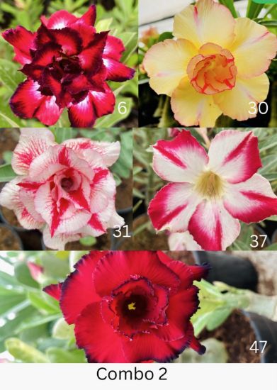 Picture of Adenium - 5 Plants combo 2, AD-6, AD-30, AD-31, AD- 37, AD-47