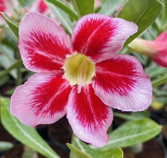 Picture of Adenium - 5 Plants combo 2, AD-6, AD-30, AD-31, AD- 37, AD-47