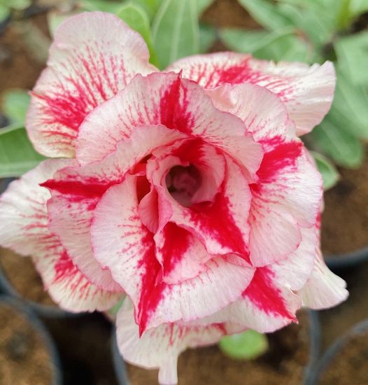 Picture of Adenium - 5 Plants combo 2, AD-6, AD-30, AD-31, AD- 37, AD-47