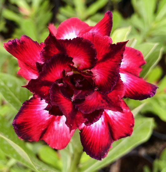 Picture of Adenium - 5 Plants combo 2, AD-6, AD-30, AD-31, AD- 37, AD-47