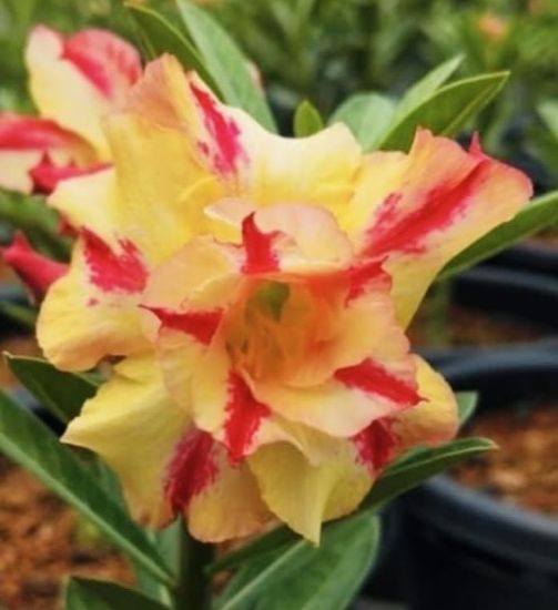 Picture of Adenium - 5 Plants combo 3, AD-6, AD-2, AD-57, AD- 3, AD-14