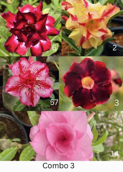 Picture of Adenium - 5 Plants combo 3, AD-6, AD-2, AD-57, AD- 3, AD-14