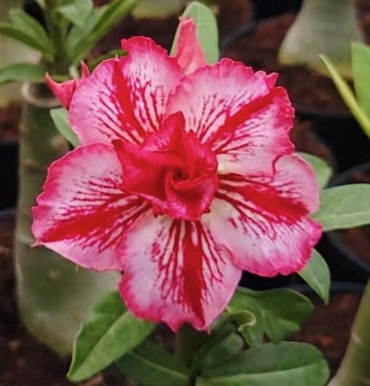 Picture of Adenium - 5 Plants combo 3, AD-6, AD-2, AD-57, AD- 3, AD-14