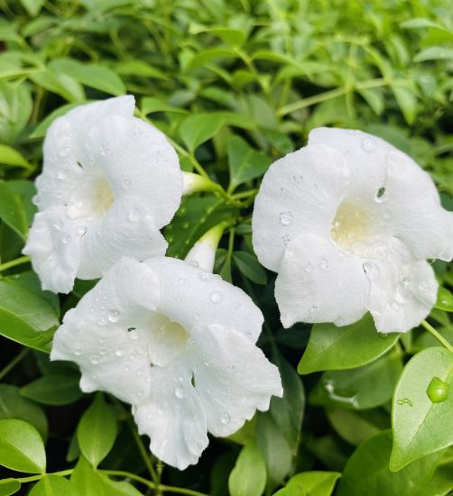 Picture of Tecoma White - Creeper