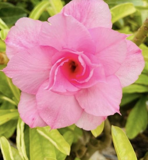 Picture of Adenium - 5 plants combo 4, AD-12, AD-30, AD-57, AD- 21, AD-14
