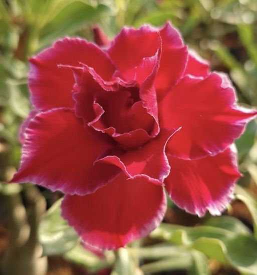 Picture of Adenium - 5 plants combo 4, AD-12, AD-30, AD-57, AD- 21, AD-14