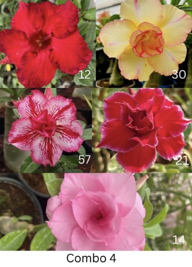 Picture of Adenium - 5 plants combo 4, AD-12, AD-30, AD-57, AD- 21, AD-14