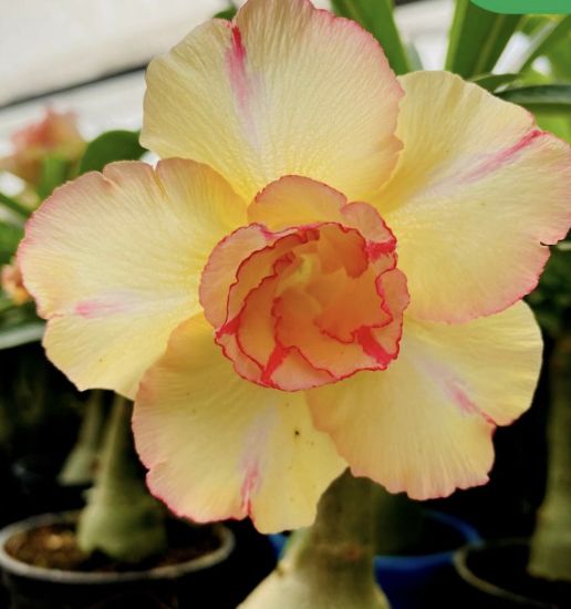 Picture of Adenium - 5 plants combo 4, AD-12, AD-30, AD-57, AD- 21, AD-14