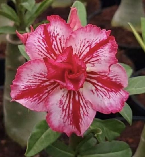 Picture of Adenium - 5 plants combo 4, AD-12, AD-30, AD-57, AD- 21, AD-14