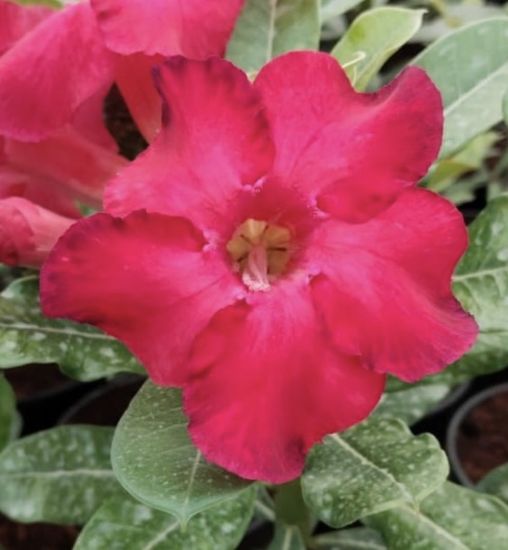 Picture of Adenium - 5 plants combo 4, AD-12, AD-30, AD-57, AD- 21, AD-14