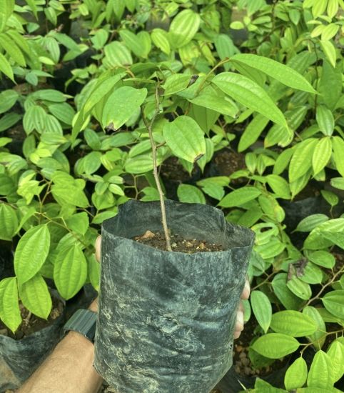 Picture of Bauhinia - Orange