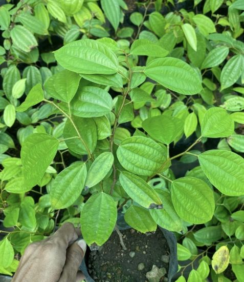 Picture of Bauhinia - Orange