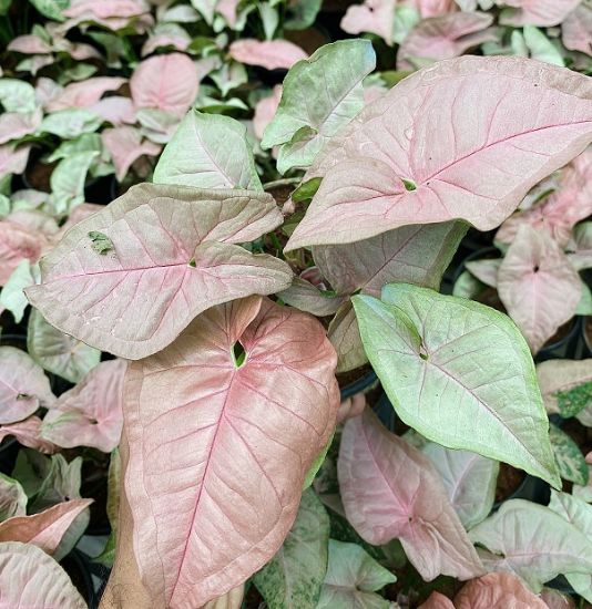 Picture of Syngonium Plant - Pink