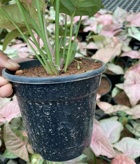 Picture of Syngonium Plant - Pink