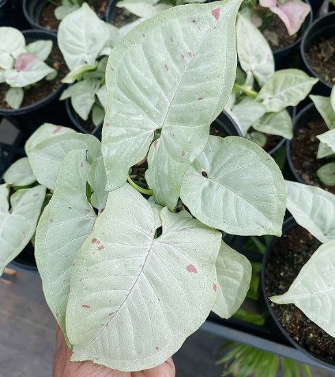 Picture of Syngonium Plant - White Pink