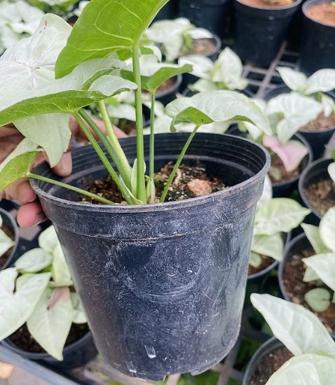 Picture of Syngonium Plant - White Pink