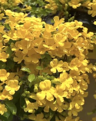 Picture of Cat's Claw Creeper -  Medium size
