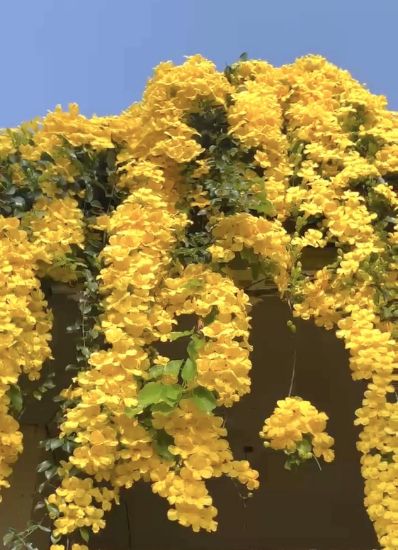 Picture of Cat's Claw Creeper -  Medium size