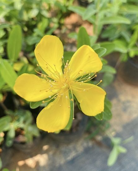 Picture of Melastoma - Yellow