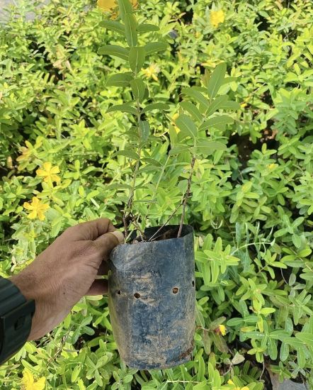 Picture of Melastoma - Yellow