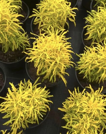 Picture of Golden Ball Aralia