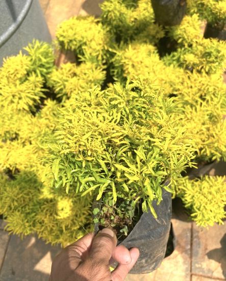 Picture of Golden Ball Aralia