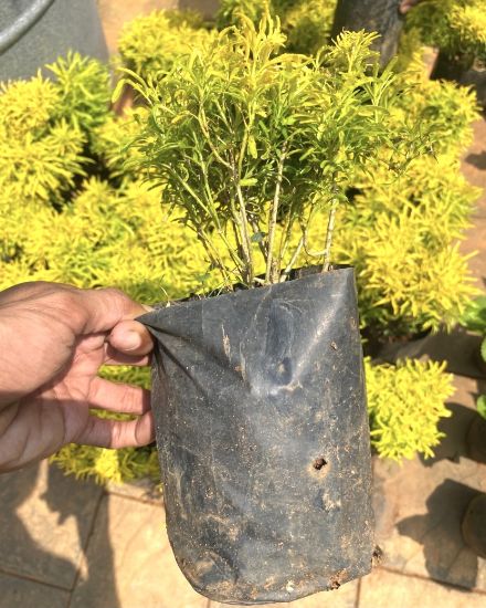 Picture of Golden Ball Aralia