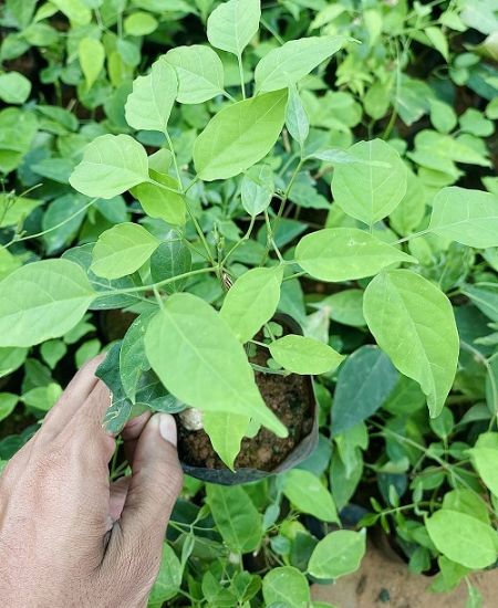 Picture of Flame Vine -  Ottumulla