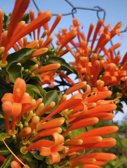 Picture of Flame Vine -  Ottumulla