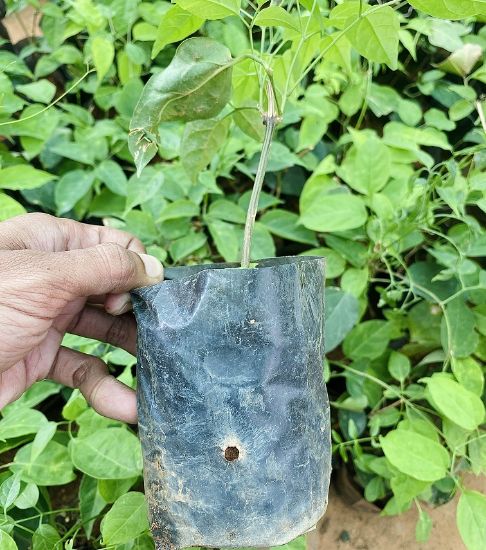 Picture of Flame Vine -  Ottumulla