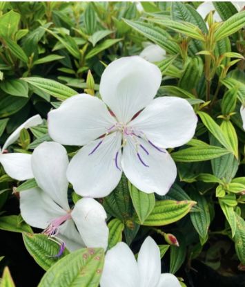 Picture of Melastoma - White - Medium size