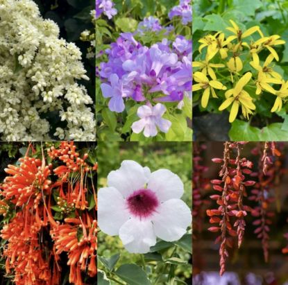 Picture of Creeper Plants combo - 6 Plants- Manimulla, Bridal bokeh, Garlic Vine, Flame Vine, Tecoma Verigated, Thunbergia(Lady shoe)