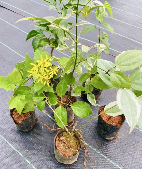 Picture of Creeper Plants combo - 6 Plants- Manimulla, Bridal bokeh, Garlic Vine, Flame Vine, Tecoma Verigated, Thunbergia(Lady shoe)
