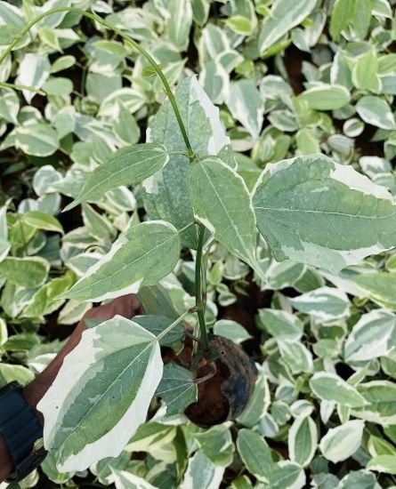 Picture of Thunbergia Coccinea - Lady shoe(verigated)