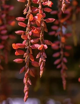 Picture of Thunbergia Coccinea - Lady shoe(verigated)