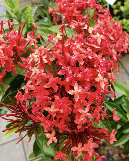 Picture of Thechi/Chethi - Red - Jungle geranium