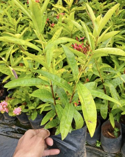 Picture of Thechi/Chethi - Red - Jungle geranium